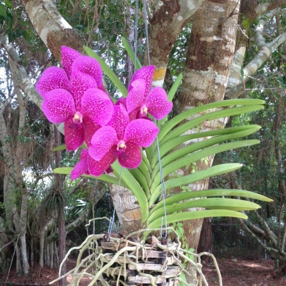 Meet your Posher, Rebecca - Picture 1 of 1